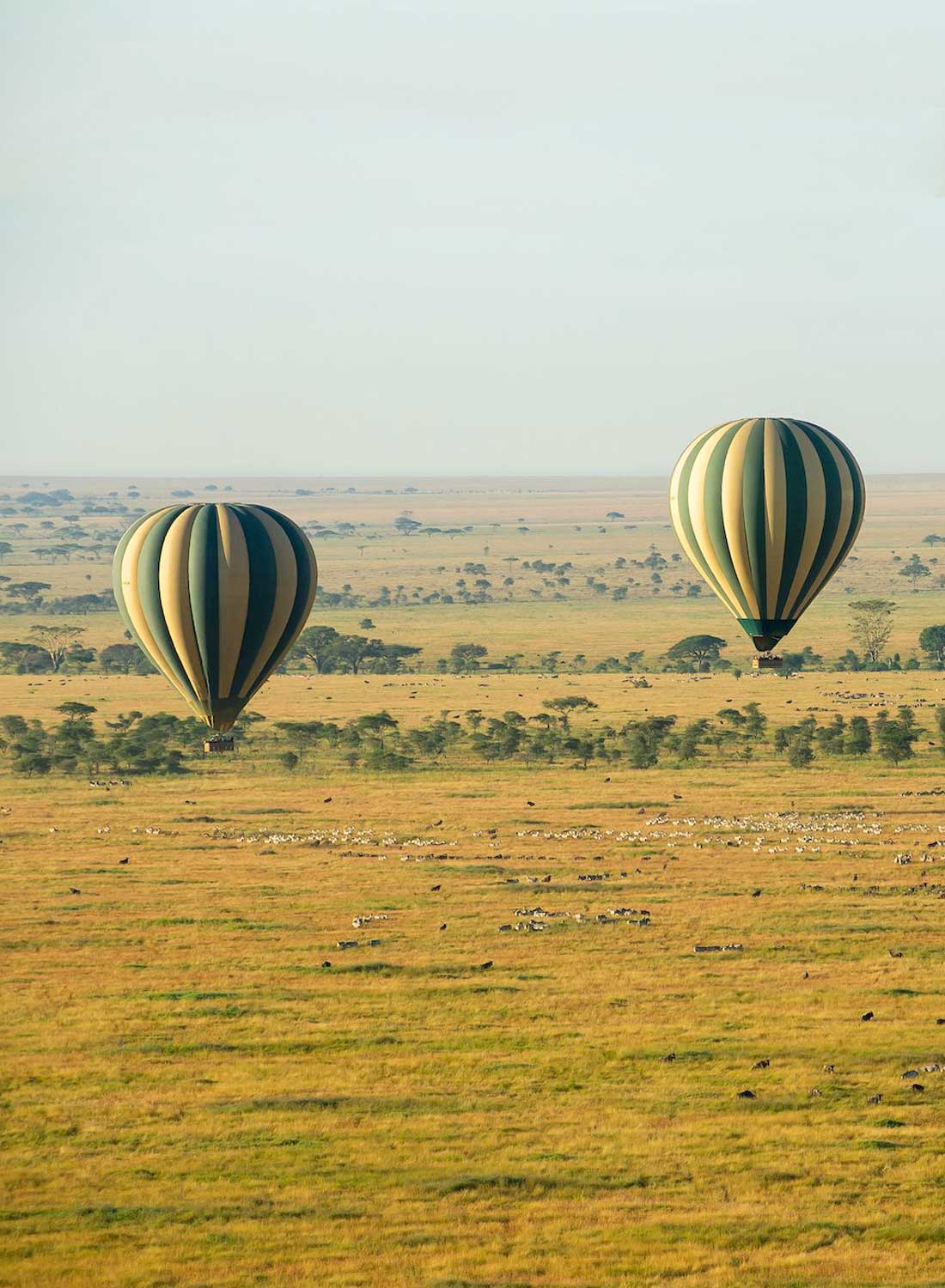 Zawadi balloon safari